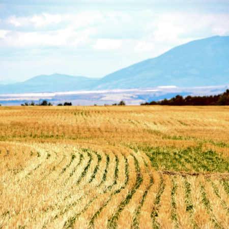 Canva - Rice Field